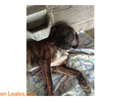 TITOLIN ADOPTADO