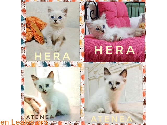 ATENEA Y HERA - 1