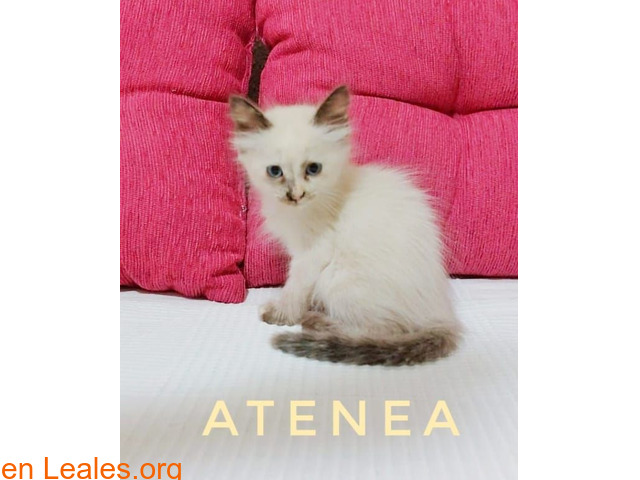 ATENEA Y HERA - 3