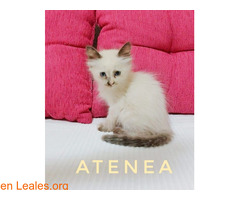 ATENEA Y HERA - Imagen 3