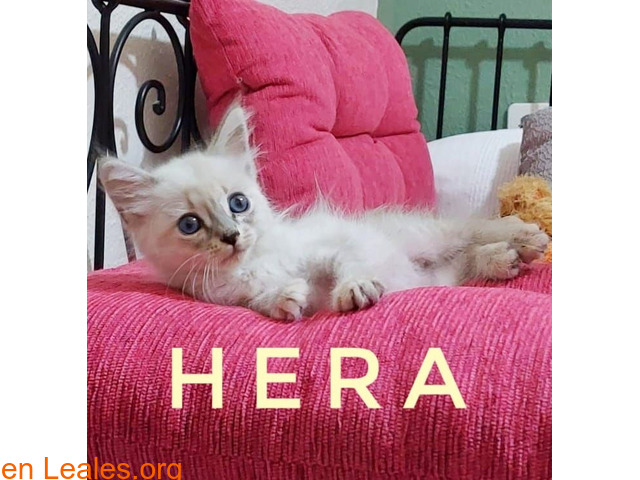 ATENEA Y HERA - 4