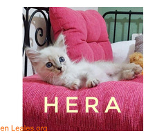 ATENEA Y HERA - Imagen 4