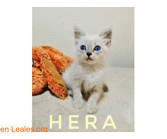 ATENEA Y HERA - Imagen 6
