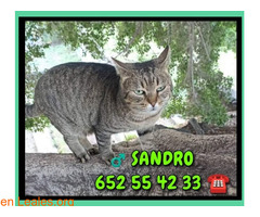 ♂️ SANDRO - Imagen 1