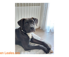 Dos en adopcion