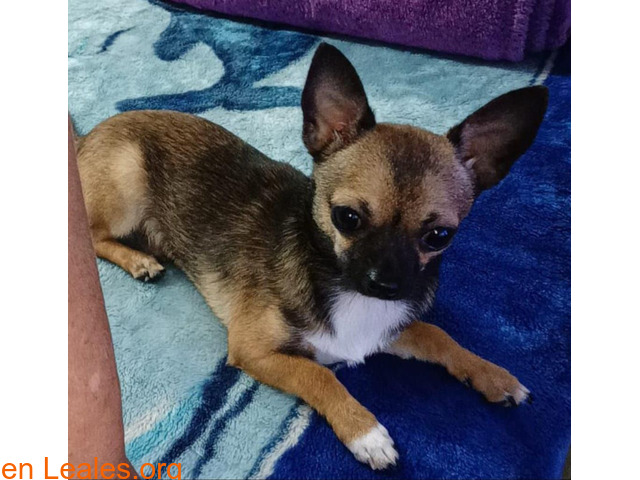 Chihuahua, Zeus