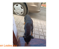 Perro encontrado en Santidad (Arucas) - Imagen 1