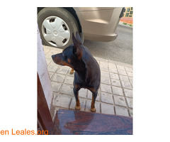 Perro encontrado en Santidad (Arucas) - Imagen 2