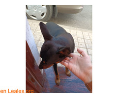 Perro encontrado en Santidad (Arucas) - Imagen 5