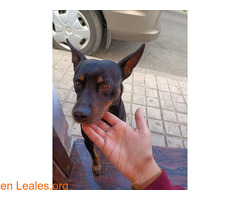 Perro encontrado en Santidad (Arucas) - Imagen 6