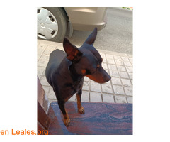 Perro encontrado en Santidad (Arucas) - Imagen 7