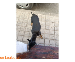 Perro encontrado en Santidad (Arucas) - Imagen 8
