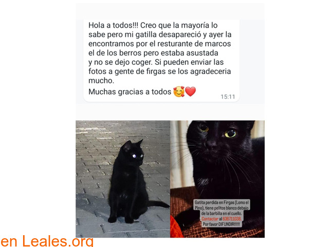 Gatita perdida