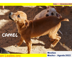 CAMEL - Imagen 1