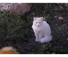 Gato encontrado en El Goro