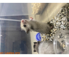 Hamster sirios - Imagen 3