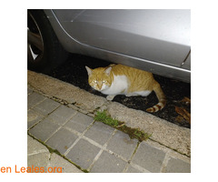 Gato naranja y blanco encontrado - Imagen 1