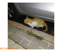 Gato naranja y blanco encontrado - Imagen 2