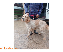 ZAZU ADOPTADO