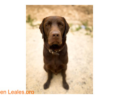Labrador en adopción - Imagen 3