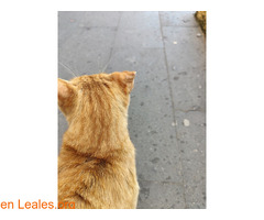 Gato deambulando Restaurante Las Brasas - Imagen 1