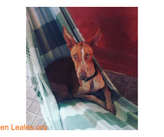 Precioso podenco