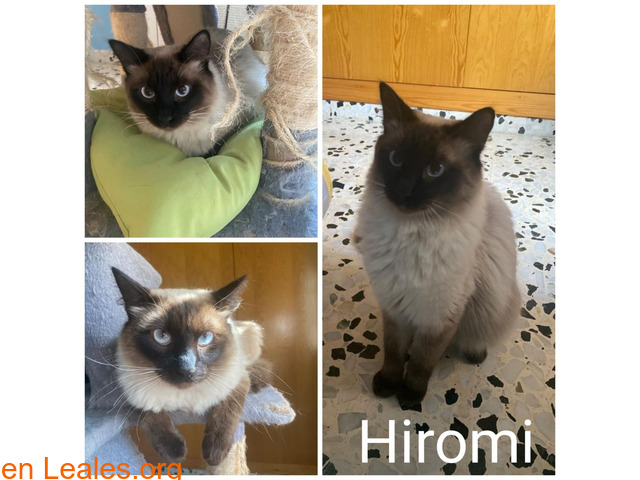 Hiromi en adopción