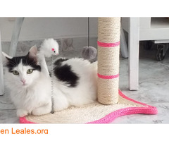Urgente gatos que necesitan adopción - Imagen 1