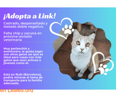 **Adopta a Link* - Imagen 1