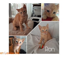 Ron en adopción