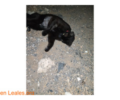 Gato negro macho castrado. - Imagen 3