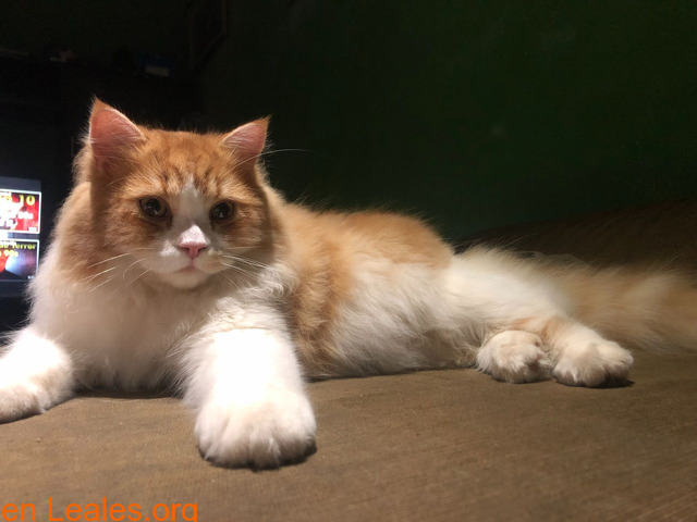 Gato persa angora naranja y blanco