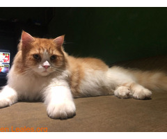 Gato persa angora naranja y blanco - Imagen 1