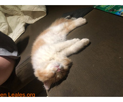 Gato persa angora naranja y blanco - Imagen 2