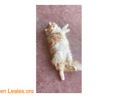 Gato persa angora naranja y blanco - Imagen 3