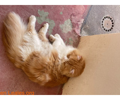 Gato persa angora naranja y blanco - Imagen 5