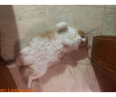Gato persa angora naranja y blanco - Imagen 6