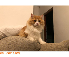 Gato persa angora naranja y blanco - Imagen 7
