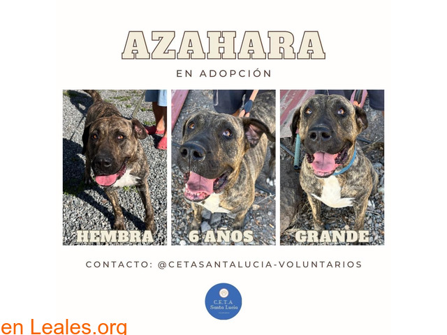 Azahara en adopción