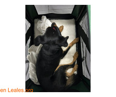 Perrito atropellado y rescatado ( GUIA) - Imagen 2