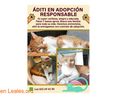 Gatita en adopción responsable