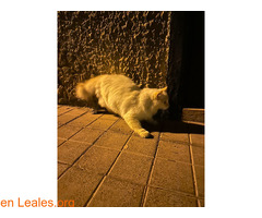 Gato visto en Telde - Imagen 2