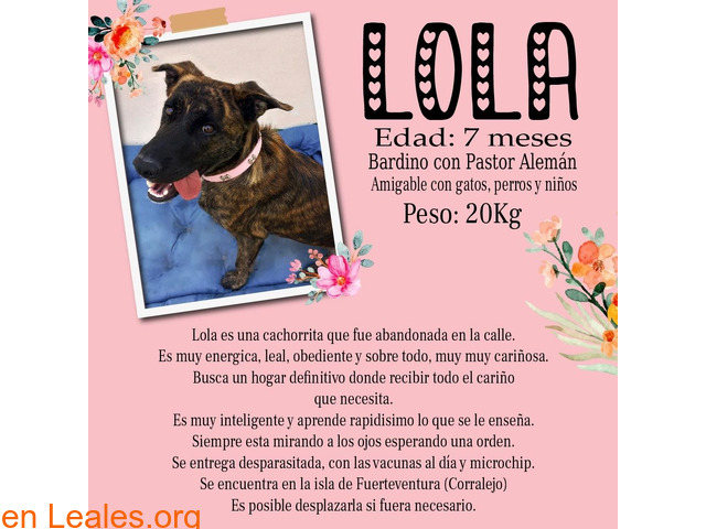 Lola busca hogar definitivo
