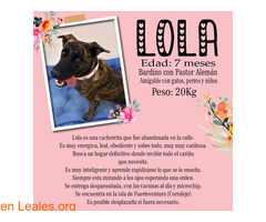 Lola busca hogar definitivo