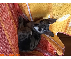 Chihuahua mérele hembra blanco y gris - Imagen 1