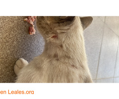 GATITOS CON HERIDAS Y DESATENDIDOS / 2
