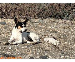 Perro abandonado en CC Las Terrazas