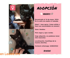 URGENTE ADOPCIÓN GATITA