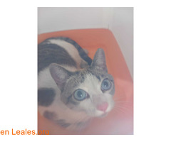 Encontrada gata en Pozo Izquierdo / 4