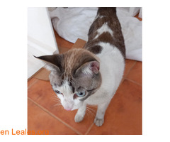 Gata hembra encontrada en pozo izquierdo / 2